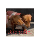 犬ちゃんのスタンプ5（個別スタンプ：27）