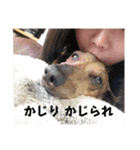 犬ちゃんのスタンプ5（個別スタンプ：28）