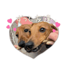 犬ちゃんのスタンプ5（個別スタンプ：29）