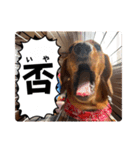 犬ちゃんのスタンプ5（個別スタンプ：30）
