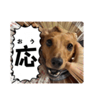 犬ちゃんのスタンプ5（個別スタンプ：31）