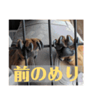 犬ちゃんのスタンプ5（個別スタンプ：32）