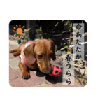犬ちゃんのスタンプ5（個別スタンプ：36）