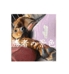 犬ちゃんのスタンプ5（個別スタンプ：37）