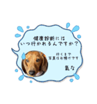犬ちゃんのスタンプ5（個別スタンプ：39）