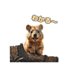愛らしいクオッカ5（日本語）（個別スタンプ：6）