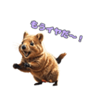 愛らしいクオッカ5（日本語）（個別スタンプ：9）