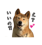 違いわかる？（個別スタンプ：4）