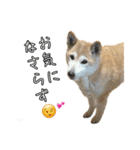 違いわかる？（個別スタンプ：6）