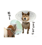 違いわかる？（個別スタンプ：8）