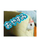 文鳥ともふもふ（個別スタンプ：1）