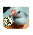 文鳥ともふもふ（個別スタンプ：2）