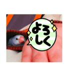 文鳥ともふもふ（個別スタンプ：4）