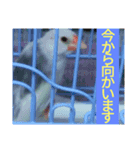 文鳥ともふもふ（個別スタンプ：6）