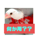 文鳥ともふもふ（個別スタンプ：7）