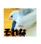 文鳥ともふもふ（個別スタンプ：8）