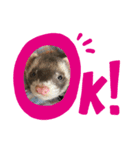 ハッピーフェレット（個別スタンプ：5）