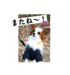パピヨン 散歩のレオ（個別スタンプ：3）