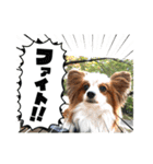 パピヨン 散歩のレオ（個別スタンプ：5）