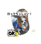 パピヨン 散歩のレオ（個別スタンプ：9）