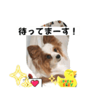 パピヨン 散歩のレオ（個別スタンプ：11）