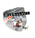 パピヨン 散歩のレオ（個別スタンプ：12）
