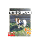 パピヨン 散歩のレオ（個別スタンプ：15）