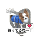 パピヨン 散歩のレオ（個別スタンプ：16）