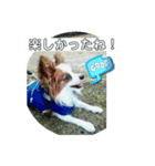 パピヨン レオの春！（個別スタンプ：4）
