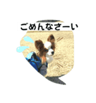 パピヨン レオの春！（個別スタンプ：6）