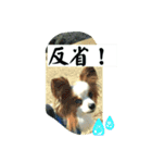パピヨン レオの春！（個別スタンプ：7）