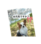 パピヨン レオの春！（個別スタンプ：11）