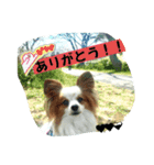 パピヨン レオの春！（個別スタンプ：13）