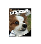 パピヨン レオの春！（個別スタンプ：14）