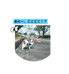パピヨン レオの春！（個別スタンプ：15）