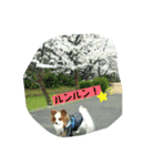 パピヨン レオの春！（個別スタンプ：16）