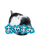 三毛とぶちネコ（個別スタンプ：5）