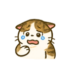 うちの4匹の猫たち-飛飛・寶貝・柚柚・咪咪（個別スタンプ：14）