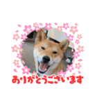 くうちゃん  柴犬（個別スタンプ：1）