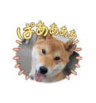 くうちゃん  柴犬（個別スタンプ：3）