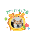 くうちゃん  柴犬（個別スタンプ：4）