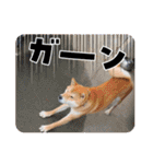 くうちゃん  柴犬（個別スタンプ：5）