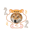 くうちゃん  柴犬（個別スタンプ：6）
