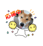 くうちゃん  柴犬（個別スタンプ：7）