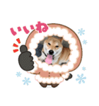 くうちゃん  柴犬（個別スタンプ：10）