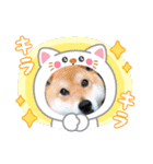 くうちゃん  柴犬（個別スタンプ：11）