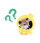 くうちゃん  柴犬（個別スタンプ：13）