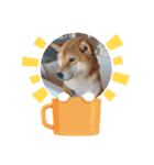 くうちゃん  柴犬（個別スタンプ：15）