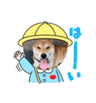 くうちゃん  柴犬（個別スタンプ：16）