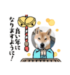 くうちゃん  柴犬（個別スタンプ：17）